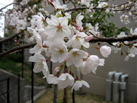 マンションの桜.jpg