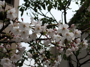 マンションの桜2.jpg
