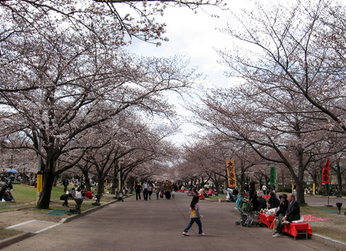 万博公園の桜.jpg
