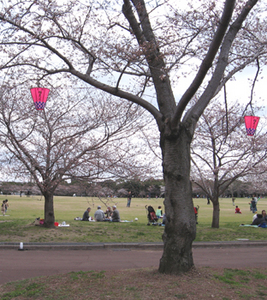 万博公園の桜2.jpg