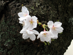 小さな桜.jpg