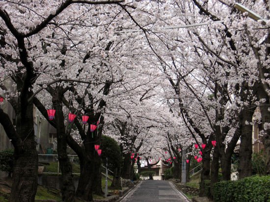 桜のアーチ.jpg
