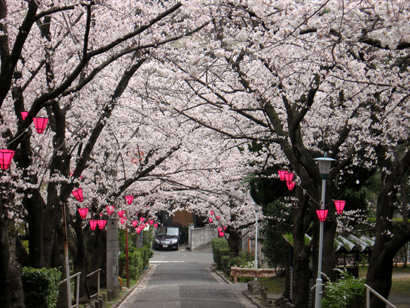 桜のアーチ2.jpg