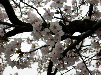 桜の枝.jpg