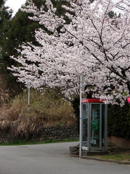 桜の電話ボックス.jpg